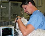 Rvt Roles California to debate future RVT role | dvm360