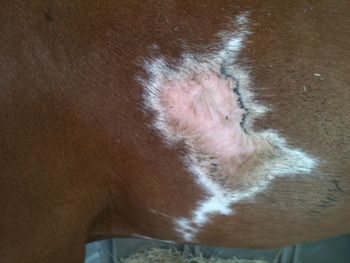 Kane-equine-skin-disease_Fig5.jpg