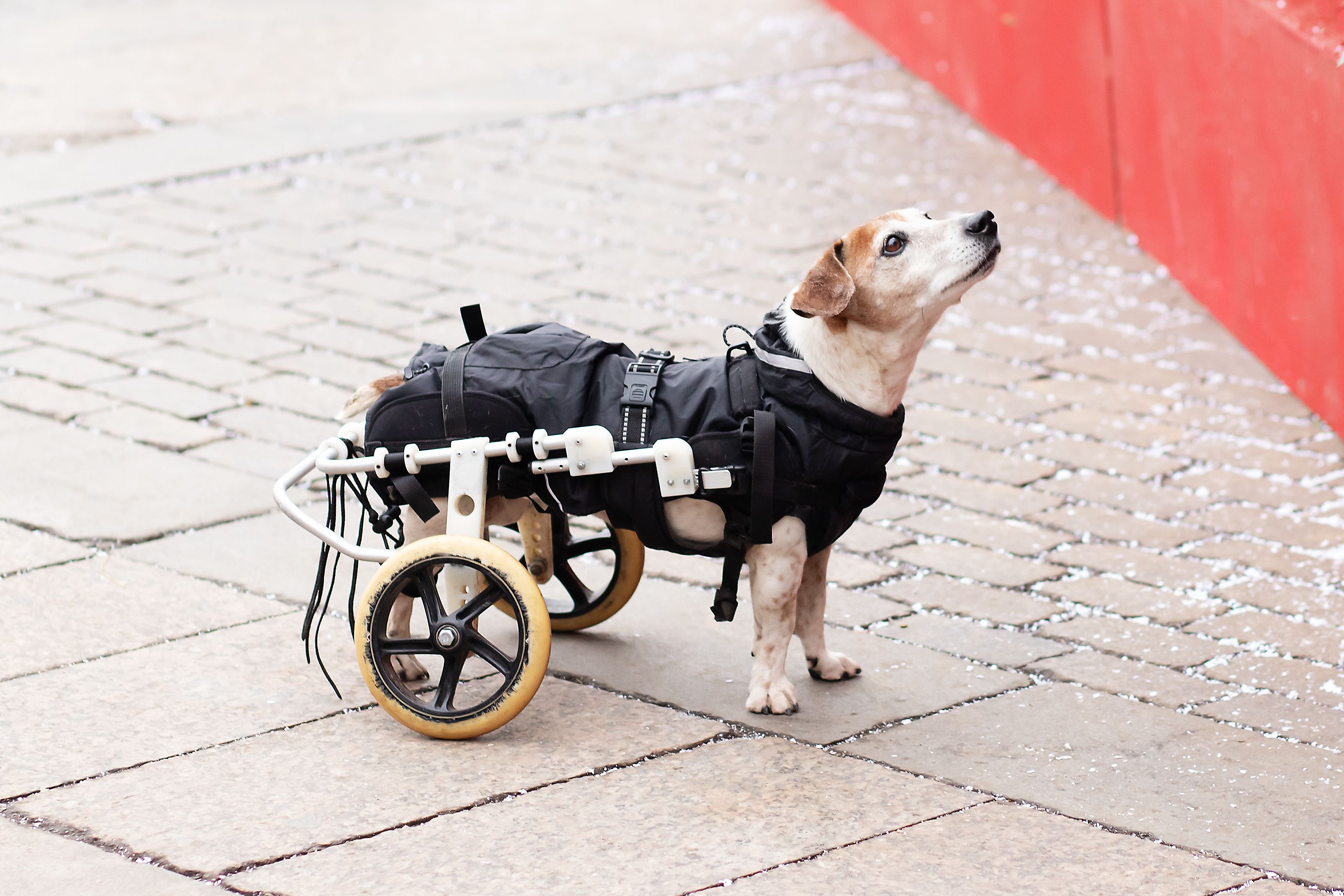 Caring for disabled pets: balancing drugs and compassion