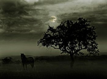 veterinary-horse-and-tree-on-moonlight-450px154680809.jpg