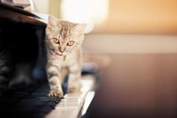 veterinary_cat-kitten-piano_220px_140203490.jpg