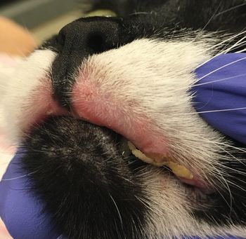 Kirby_flea_allergy_IMG_4436_closeup_worm_450.jpg