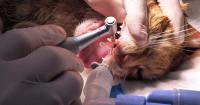 Feline dentistry patient