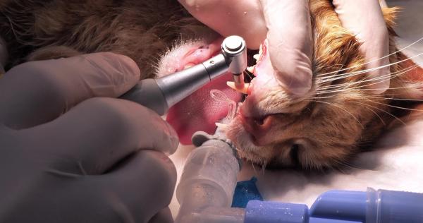 Feline dentistry patient