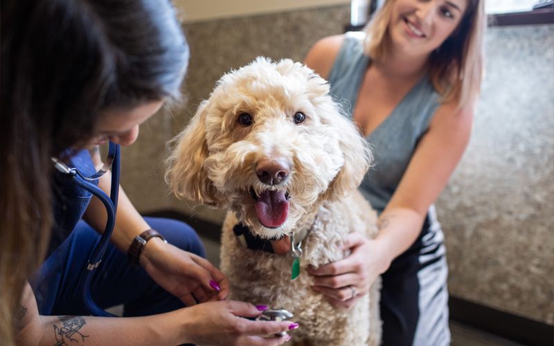 Pets Best Insurance reaches its 500,000th pet insured milestone