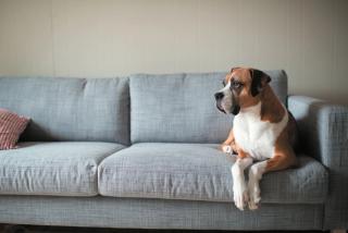 Canine separation anxiety