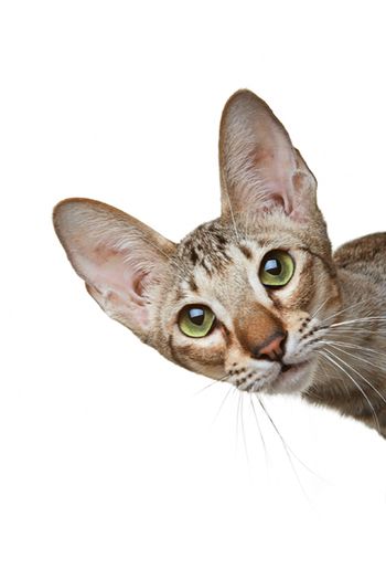 veterinary_450px_174701350.jpg