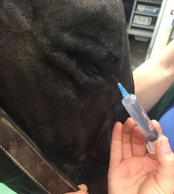 veterinary_Aitken_horse_enucleation_Fig1_450.jpg