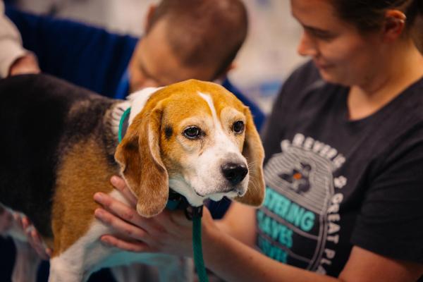 The role of nutrition in extending health span for senior pets