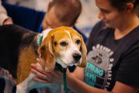 The role of nutrition in extending health span for senior pets