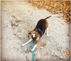 Gear up for the 2022 Nationwide Pet Insurance Pet Cancer Awareness Walk