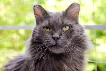 Senior cat