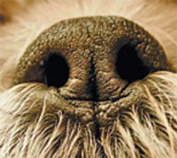Figure_4-767096-1384164480168.jpg