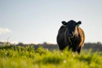 Anthrax confirmed in Texas Steer