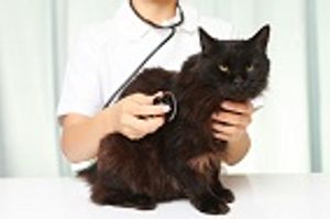 Recommendations for the Older Animal Wellness Exam