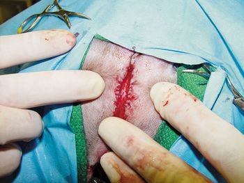 veterinary_Adin_Figure9_450px.jpg