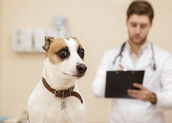 veterinary_skittishdog_clienthandout_450.jpg