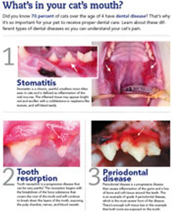 veterinary-cats-mouth-757470-1384166162976.jpg