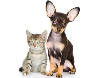 veterinary_Fear_Free_kitten-puppy-450.jpg