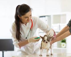 Bill addressing veterinary shortage in Arizona signed into law 