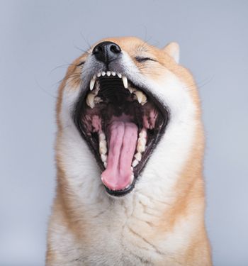 veterinary-dog-shiba-inu-450px-shutterstock-193478060.jpg