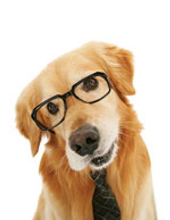 veterinary-dog-golden-glasses-tie-question-73164018-809783-1404222446511.jpg