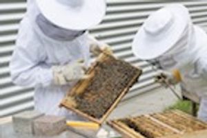 Preserving Our Ecosystem: Bees, Veterinarians, and the VFD