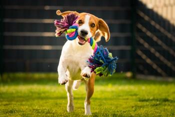 Image Credit: © Przemyslaw Iciak - stock.adobe.com