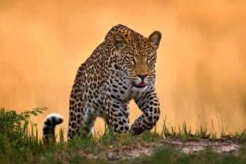 Leopard in Africa