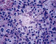 veterinary_hotLit_cytology-698408-1384226587605.jpg