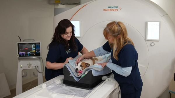 Animal Neurology Center