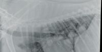 Fig5_CVC09edit.tif.1-646907-1384351655782.jpg