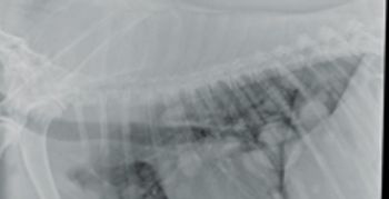 Fig5_CVC09edit.tif.1-646907-1384351655782.jpg