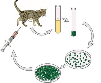 stemcell_cats.jpg