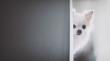 Veterinary-dog-look-peek-pomeranian-AdobeStock