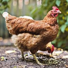 veterinary_chicken_dvm0911_220px_103239261.jpg