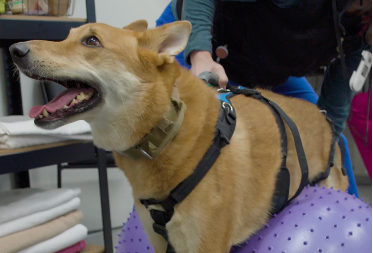 Obi receiving rehabilitation therapy. (Image courtesy of DoveLewis)
