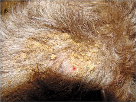 Common mistakes in your veterinary dermatology workups