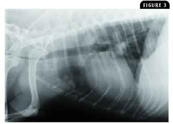 i4-335708-1384761838294.jpg