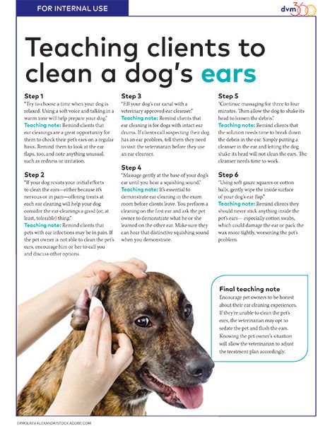 clean out dog ears