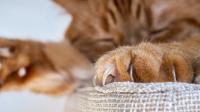 California joins growing list of states banning cat declawing