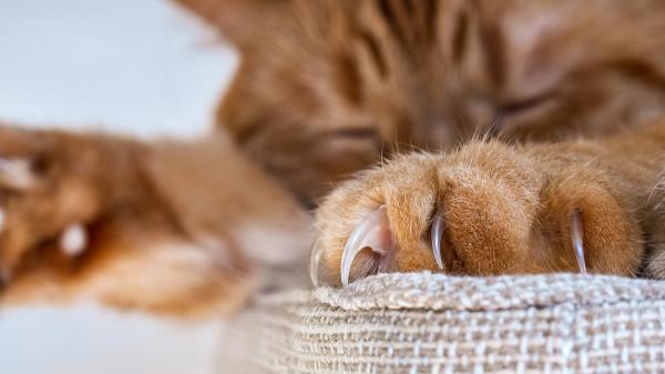 California joins growing list of states banning cat declawing