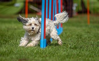 veterinary-dog-running-obstacle-course_AdobeStock_102816866-450.jpg