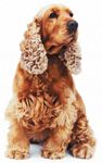 veterinary_cocker_seizure_dvm0911_57442800-738266-1384181855909.jpg