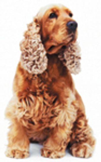 veterinary_cocker_seizure_dvm0911_57442800-738266-1384181855909.jpg