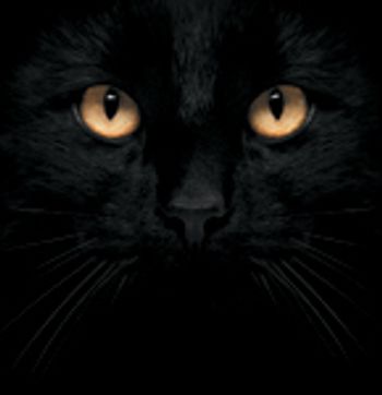 veterinary-cat-face-black-167611391-824935-1404217736383.jpg