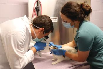 Dr. Andrew Lewin examines a cat's eyes.