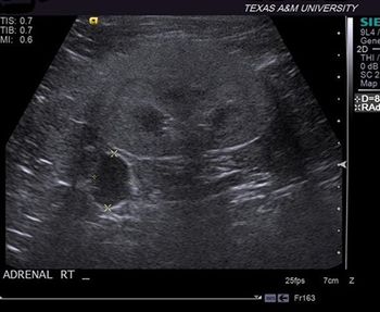 veterinary_Cook_feline_hyperaldosteronism_Figure_3_450..jpg