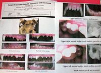 veterinary_GozziComfy_IDE1211_t-752239-1384171801284.jpg