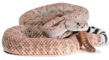 veterinary-rattlesnake-450px-121634650.jpg